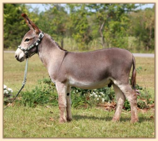 Big Money, a.k.a. Mister Big, dark red jack with star for sale at Half Ass Acres Minaiture Donkeys