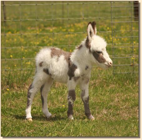 HHAA Bonafide, spotted miniature donkey