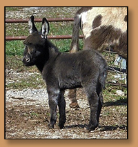 Dee's Little Vinnie, Dark Miniature Donkey Jack