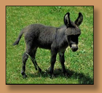 Dee's Pecos Pete, dark miniature donkey Jack