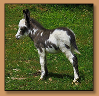 Dee's Ranger, Spotted Miniature Donkey Jack
