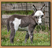 Dee's Little Miss Much (Missy), spotted miniature donkey jennet born at Half Ass Acres.