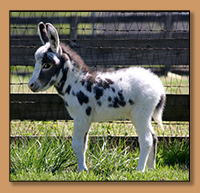 Dee's Little Much More (Majesty), tyger spotted miniature donkey jennet.