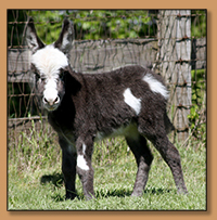 Dee's Much About Me, dark spotted miniature donkey jennet born at Half Ass Acres.