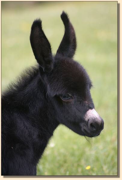 HHAA Ch Ch Ch Change, black miniature donkey foal born at Half Ass Acres.