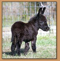 HHAA Spotless, black jack with no light points miniature donkey born at Half Ass Acres.