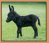 HHAA Dark Matter, very dark brown gelding miniature donkey born at Half Ass Acres.
