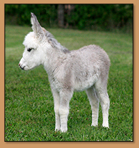 HHAA Sugar Coat, Fully Frosted Spotted White Miniature Donkey Jennet born at Half Ass Acres.