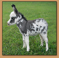 HHAA Chill Bumps, spotted micor miniature donkey jennet born at Half Ass Acres.