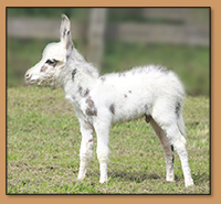 HHAA Happy Hour, dark spotted miniature donkey gelding born at Half Ass Acres.