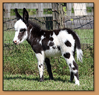 HHAA Millions, black and white spotted miniature donkey jennet born at Half Ass Acres.