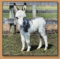 Fairy Tails Farm Ariel, Gray/White Spotted Miniature Donkey Jennet