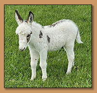 Farmstead's Uncle Perley, Dark Spotted Miniature Donkey Jack