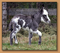 HHAA Truth Bumps (Truly), Dark Spotted Miniature Donkey Jennet