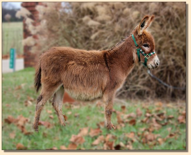 Burns, red miniature donkey gelding for sale just in time for Christmas!
