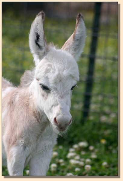 HHAA Little White Lie (Liza), frosted spotted white miniature donkey jennet born at Half Ass Acres.