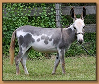 GSF Ms. Elegance, miniature donkey jennet.