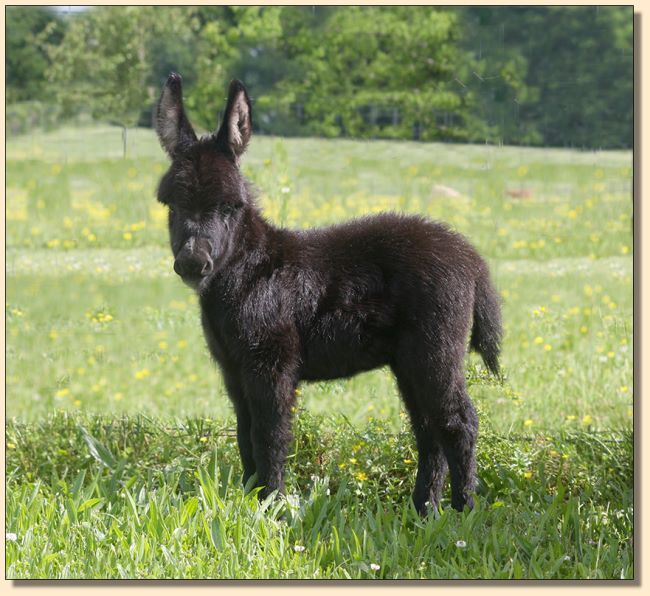 HHAA Bruise Control (Boo Boo), black miniature donkey jennet born at Half Ass Acres in Chapel Hill, Tennessee.