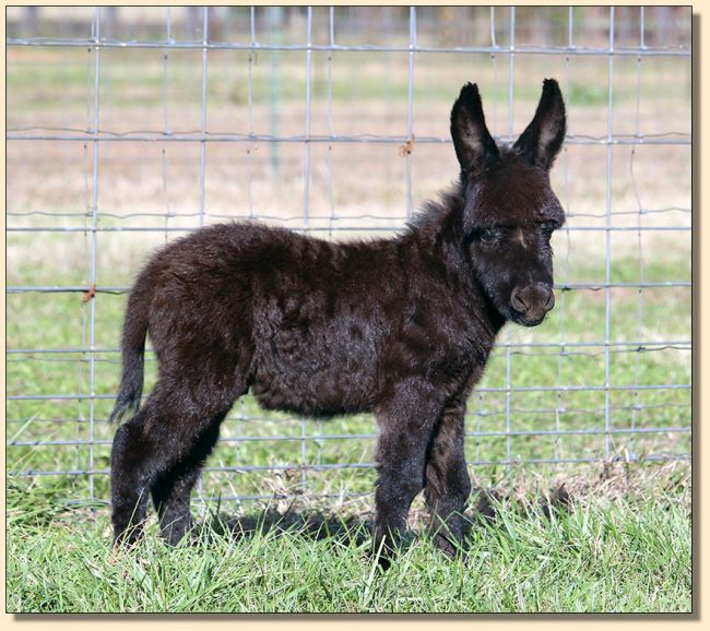 HHAA Spotless (Les), newborn gelding prospect for sale at Half Ass Acres Miniature Donkey Farm