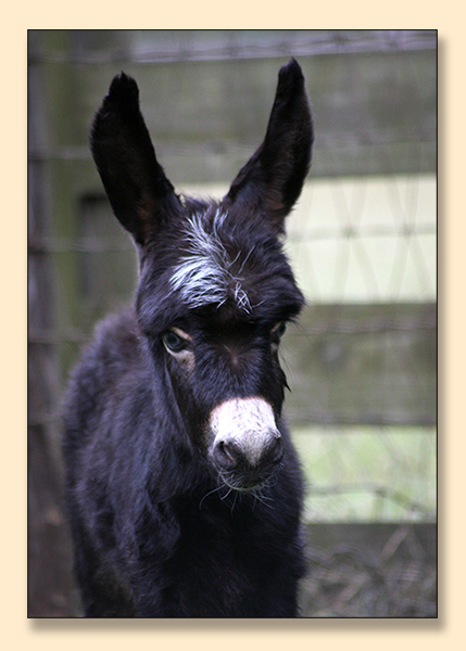 HHAA Shooting Star (Vega), black miniature donkey jennet with star born at Half Ass Acres.