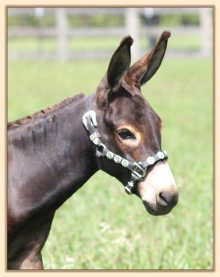 Click photo of miniature donkey to enlarge image