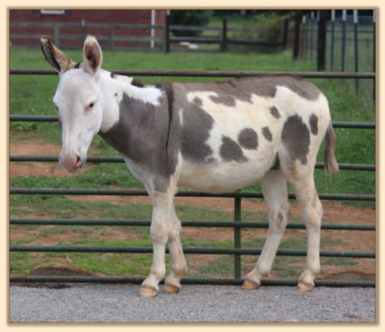 Click photo of spotted miniature donkey to enlarge