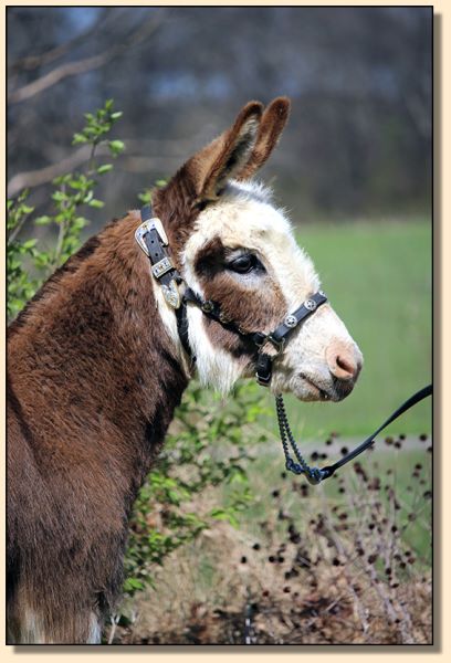 Double N Klassie Adonia, dark spotted bred miniature donkey jennet for sale