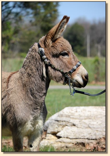 Miniature donkey jennet for sale at Half Ass Acres!