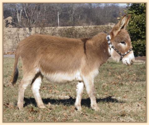 BAF Miss Moneypenny, red miniature donkey jennet for sale at Half Ass Acres