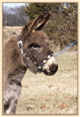 Parkway Farms Willow, gray-dun miniature donkey jennet for sale at Half Ass Acres