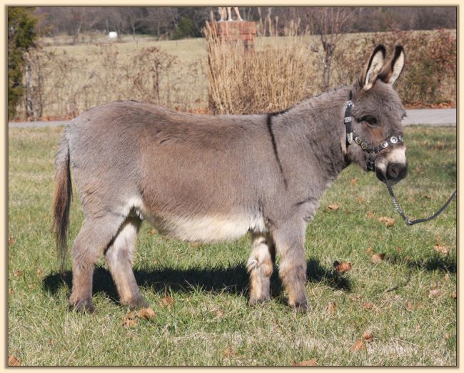 Cornell's Cadillac Jack, trained driving miniature donkey gelding