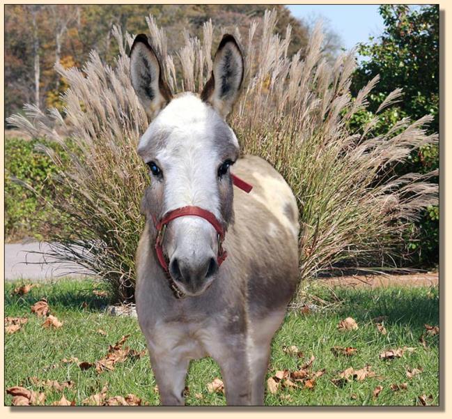 Klaus, gray/white spotted driving miniature donkey gelding for sale.