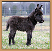 HHAA Curtain Call, very dark brown miniature donkey jennet with no light points born at Half Ass Acres.