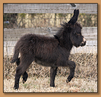 HHAA P Penny Saved, Red/Brown Miniature Donkey Jennet born at Half Ass Acres.