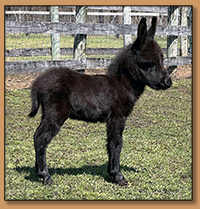 Fairy Tails Farm Prince Charming, Black Miniature Donkey Gelding with No Light Points.