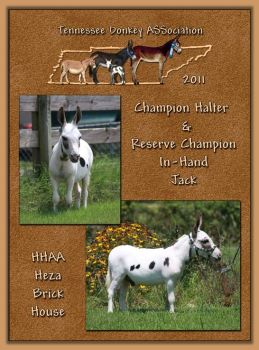 2011 Tennessee Donkey ASSociation's High Poiint Halter Jack & Reserve High Point In-Hand Jack!