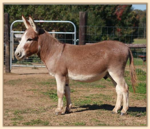 Windcrest Firefly, dark red miniature donkey jack with star