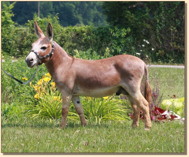 Windcrest Firefly, dark red miniature donkey jack with star