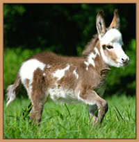 Castlewood's Skywalker, brown and white spotted miniature donkey jack.