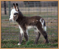 HHAA Marvel, dark spoted miniature donkey born at Half Ass Acres.