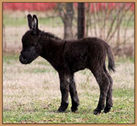 HHAA Madame Mirage, very dark brown miniature donkey jennet born at Half Ass Acres.