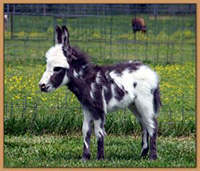 HHAA Bug Juice, dark spotted minature doneky jennet born at Half Ass Acres.