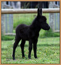 HHAA The Flash, black miniature donkey born at Half Ass Acres.