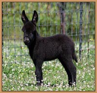HHAA Nitro, black miniature donkey born at Half Ass Acres.