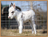 HHAA Moon Knight, spotted miniature donkey born at Half Ass Acres.