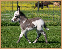 HHAA ShAmy, Spotted miniature Donkey born at Half Ass Acres.