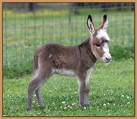 HHAA Mother Mary, Masked Spotted Miniature Donkey born at Half Ass Acres.