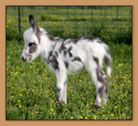 HHAA Tanasi, dark spotted miniature donkey jack born at Half Ass Acres.