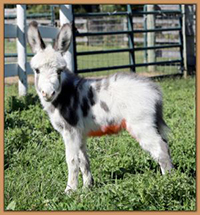 Fairy Tails Farm Tinkerbelle, spotted miniature donkey jennet