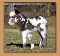 HHAA Excellente, dark spotted miniature donkey jack born at Half Ass Acres.